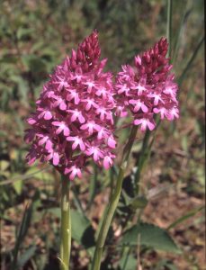 Anacamptis pyramidalis Blüte 2