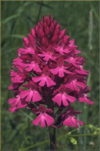 Anacamptis pyramidalis Blüte