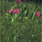 Anacamptis pyramidalis Habitus