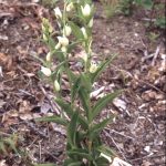 Cephalanthera damasonium Habitus 2