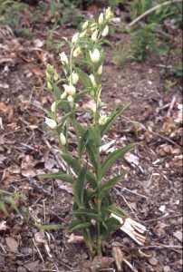 Cephalanthera damasonium Habitus 2