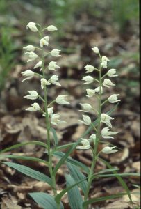 Cephalanthera longifolia Blüte 2