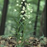 Cephalanthera longifolia Habitus 2
