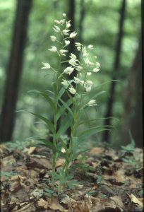 Cephalanthera longifolia Habitus 2