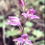 Cephalanthera rubra Blüte 2