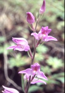 Cephalanthera rubra Blüte 2