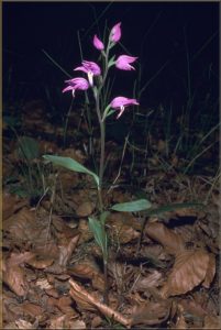 Cephalanthera rubra Habitus