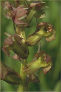 Coeloglossum viride Blüte