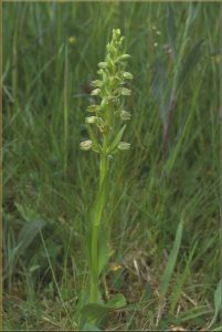 Coeloglossum viride Habitus