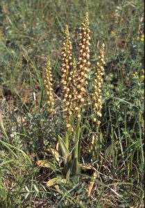 Orchis anthropophora Habitus3