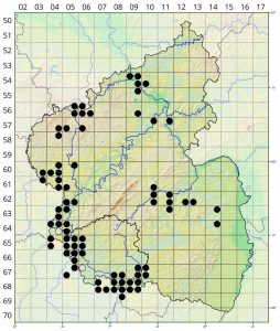 Orchis anthropophora Karte