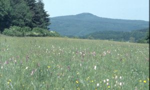 wechselfeuchte Wiese mit Dactylorhiza-Bestand