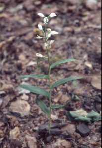 Cephalanthera damasonium Habitus 4