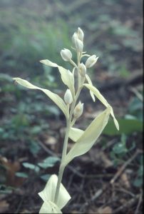 Cephalanthera damasonium weiss Blüte 09