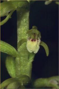 Corallorhiza trifida Blüte