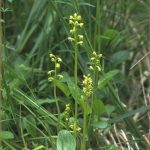 Corallorhiza trifida Habitus