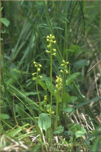 Corallorhiza trifida Habitus