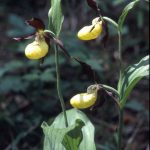 Cypripedium calceolus Blüte 2