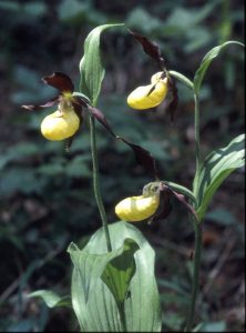 Cypripedium calceolus Blüte 2