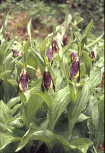 Cypripedium calceolus Habitus 02