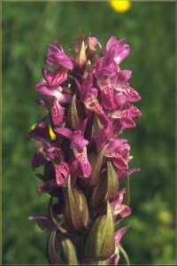 Dactylorhiza incarnata Blüte