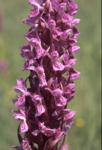 Dactylorhiza incarnata dunkel 23