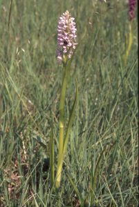 Dactylorhiza incarnata hell 21