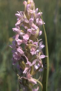 Dactylorhiza incarnata hell 22