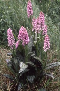 Dactylorhiza maculata agg 106 - D.maculata x D. majalis Gruppe