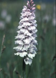 Dactylorhiza maculata agg 12