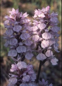 Dactylorhiza maculata agg 13