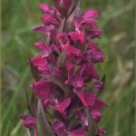 Dactylorhiza majalis Blüte