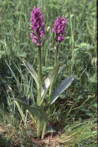 Dactylorhiza majalis Habitus 17