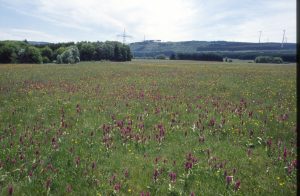 Dactylorhiza majalis extensive Feuchtwiese 18