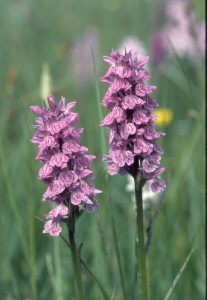 Dactylorhiza majalis x D. mac. 14