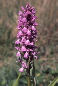 Dactylorhiza praetermissa Blüte 32