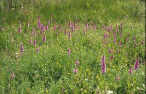 Dactylorhiza praetermissa subsp.junialis 24