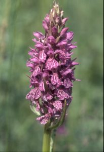 Dactylorhiza praetermissa subsp.junialis 28