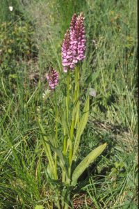 Dactylorhiza praetermissa subsp.junialis x D. prae. junialis 29