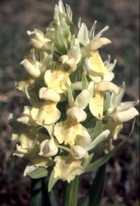 Dactylorhiza sambucina Blütenstand 09