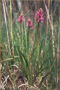 Dactylorhiza traunsteineri Habitus