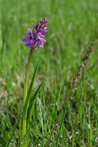 Dactylorhiza vosagiaca 130 - Dactyl. vosagiaca