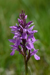 Dactylorhiza vosagiaca 131 - Dactyl. vosagiaca