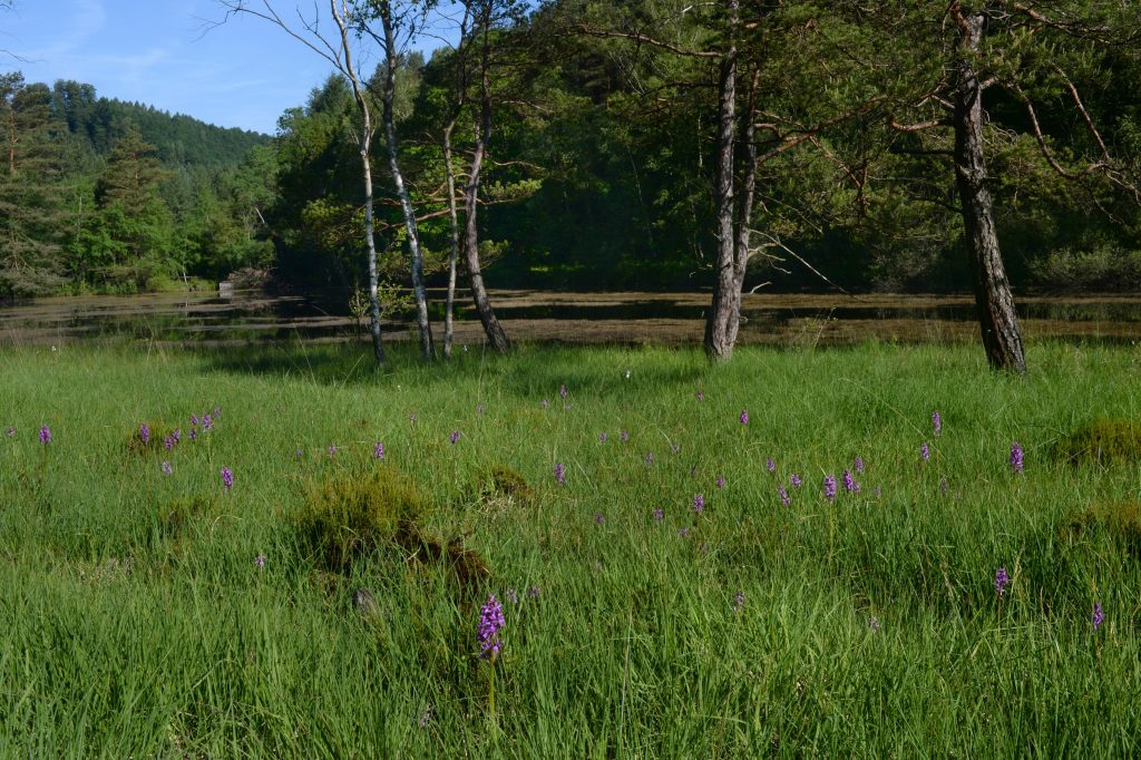 Dactylorhiza vosagiaca 132 - Dactyl. vosagiaca