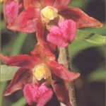 Epipactis atrorubens Blüte