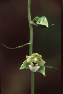 Epipactis helleborine 145 - E. helleborine minor Offenheim(2)