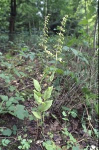 Epipactis helleborine viridiflora 37