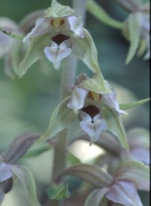 Epipactis helleborine viridiflora 38