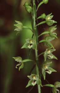 Epipactis leptochila 135 - E. leptochila neglecta Wörth 280713(2)