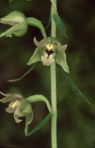 Epipactis leptochila 137 - E. leptochila neglecta Wörth 290612 (2)